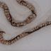 Collar de caracoles