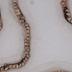 Collar de caracoles