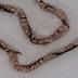 Collar de caracoles