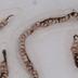 Collar de caracoles