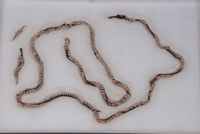 Collar de caracoles