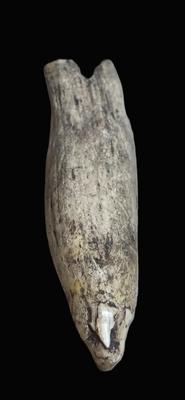 Cuentas de lobo marino