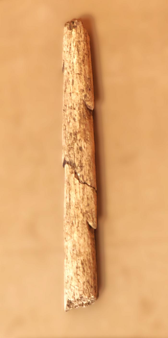  Fragmento de arpón dentado
