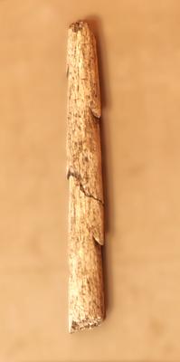  Fragmento de arpón dentado
